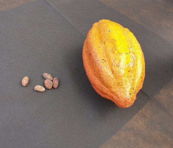 Kakaofrucht und Samen